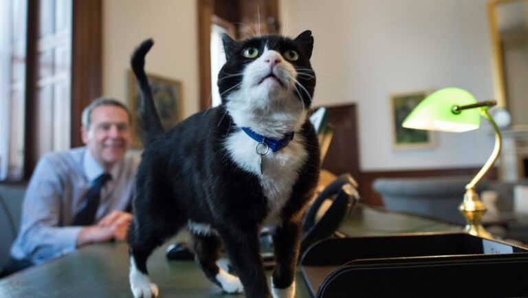 Un Gato se convierte en un "extraordinario diplomático"