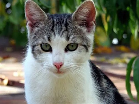 Descubren a gato narcotraficante