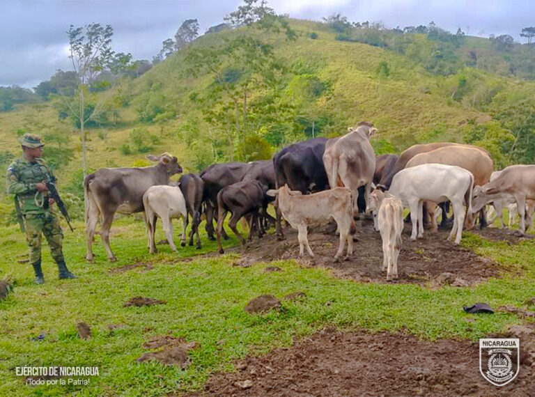 Ejército de Nicaragua ocupa 9 semovientes trasladados ilegalmente en Muelle de los Bueyes