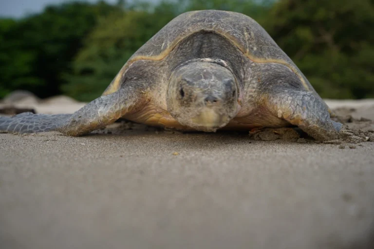 MARENA presenta resultados de campaña nacional para conservar tortugas marinas