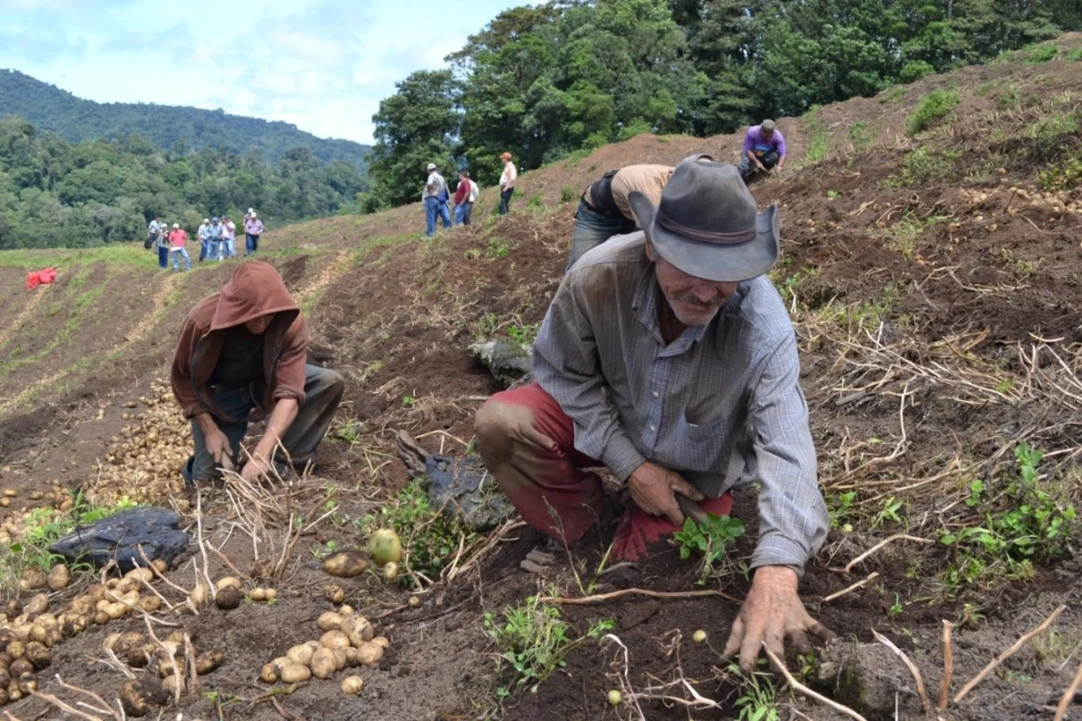 Nicaragua cosechará en marzo 149 mil quintales de papas