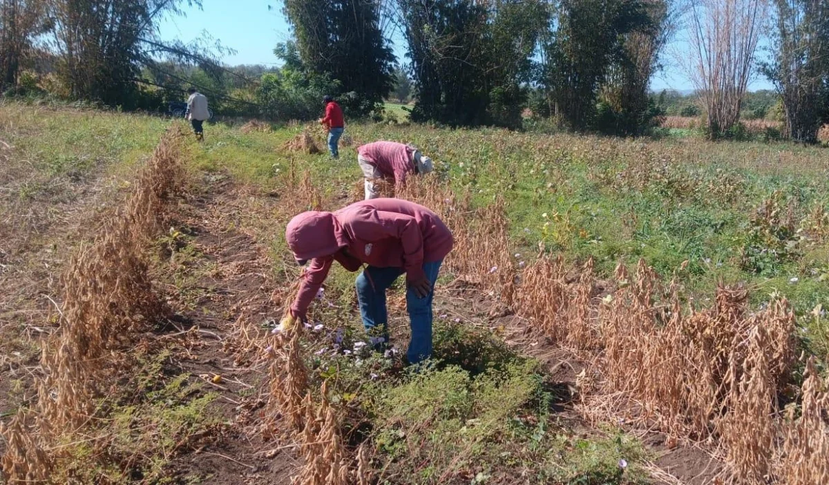 Nicaragua produce 30 mil 900 quintales de ajonjolí y soya