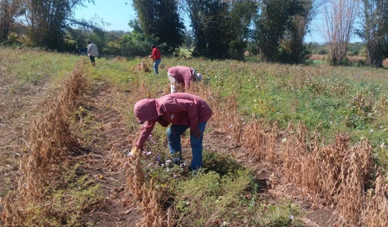 Nicaragua produce 30 mil 900 quintales de ajonjolí y soya