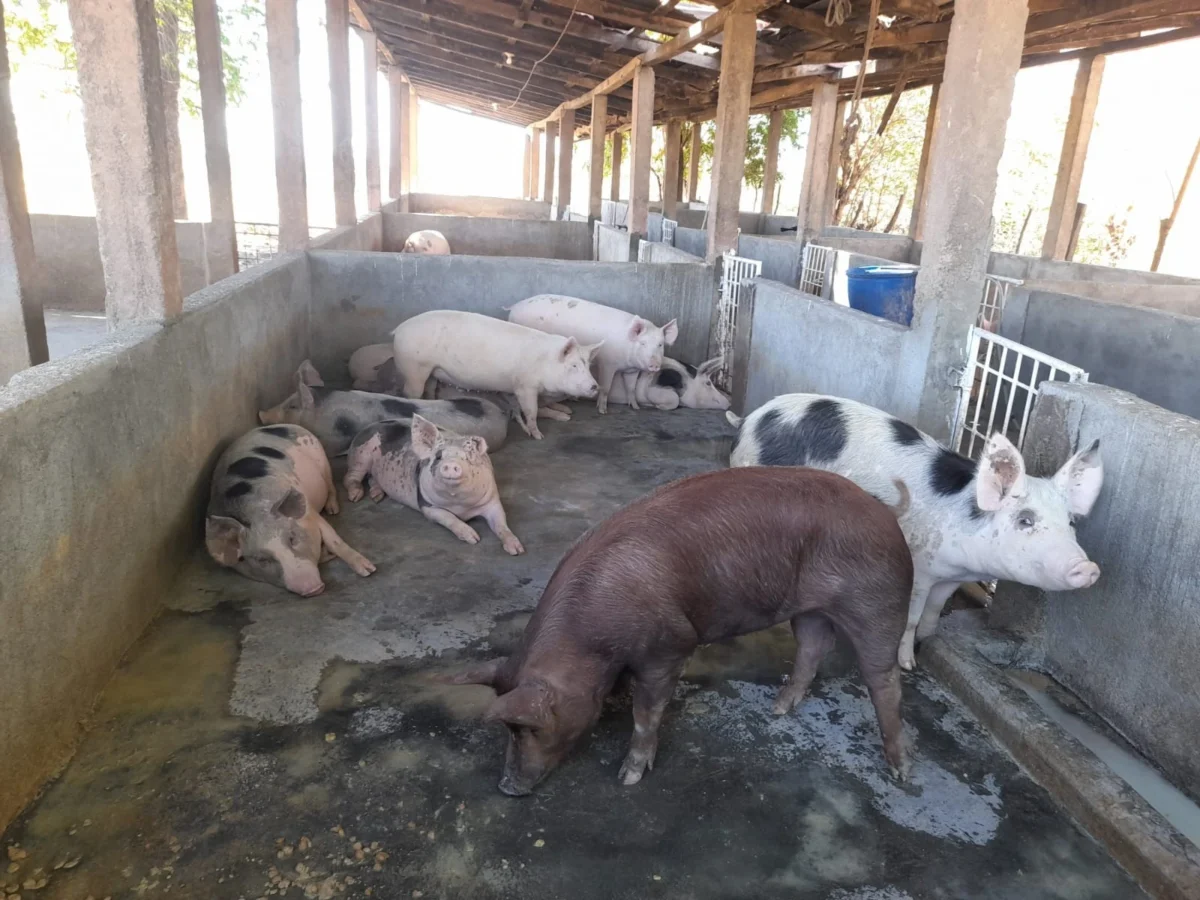 Nicaragua registra inventario de 74,600 cerdos en granjas porcinas