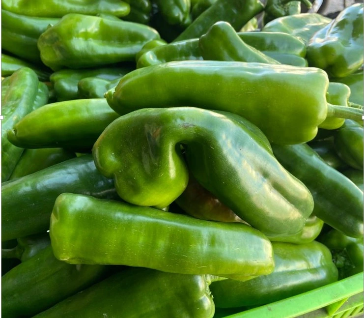 Producción de chiltoma abastece el mercado nacional