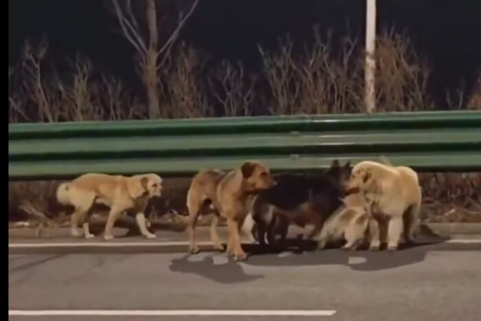 Siete perros se escapan de traficantes y recorren 17km para volver a casa