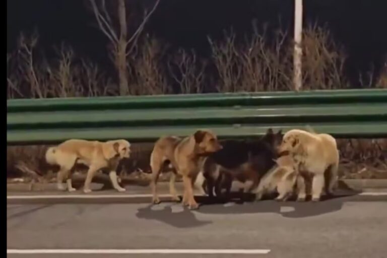 Siete perros se escapan de traficantes y recorren 17km para volver a casa