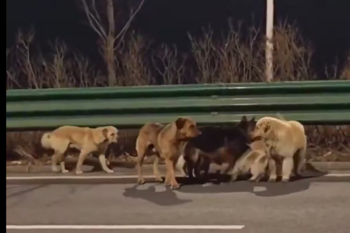 Siete perros se escapan de traficantes y recorren 17km para volver a casa