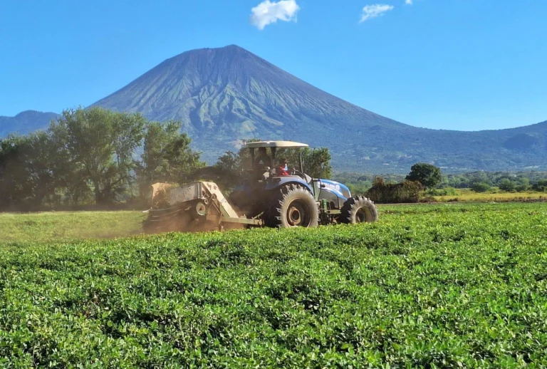 MAG reporta producción de 3.6 millones de quintales de maní en ciclo 2025-2026