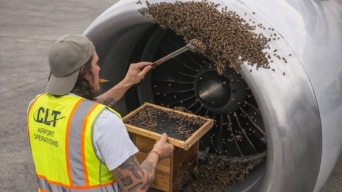 Abejas impiden despegue de avión