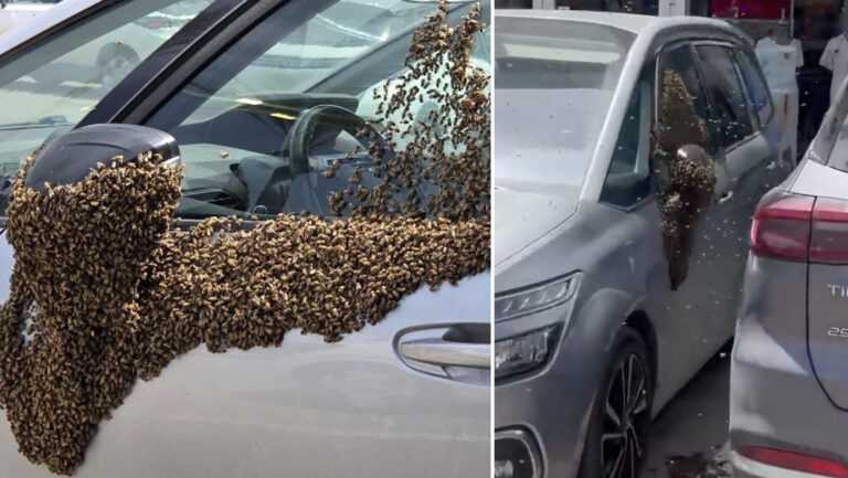 Abejas invaden centro comercial en Netivot-Israel