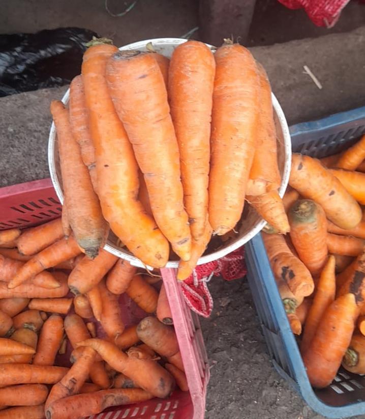 Abril prevé 97,600 quintales de zanahoria para abastecer el mercado nacional