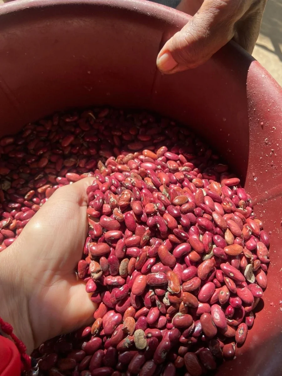 Cosechan 1.4 millones de quintales de frijol rojo de apante 3