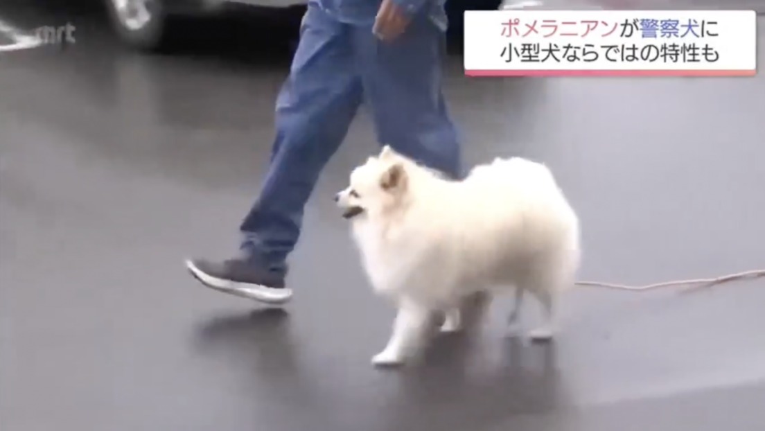 De peluche a detective: el diminuto policía que está conquistando Japón