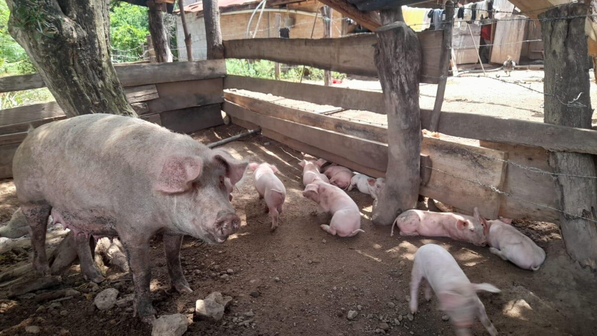 MAG reporta inventario de 494 mil 600 cerdos en fincas
