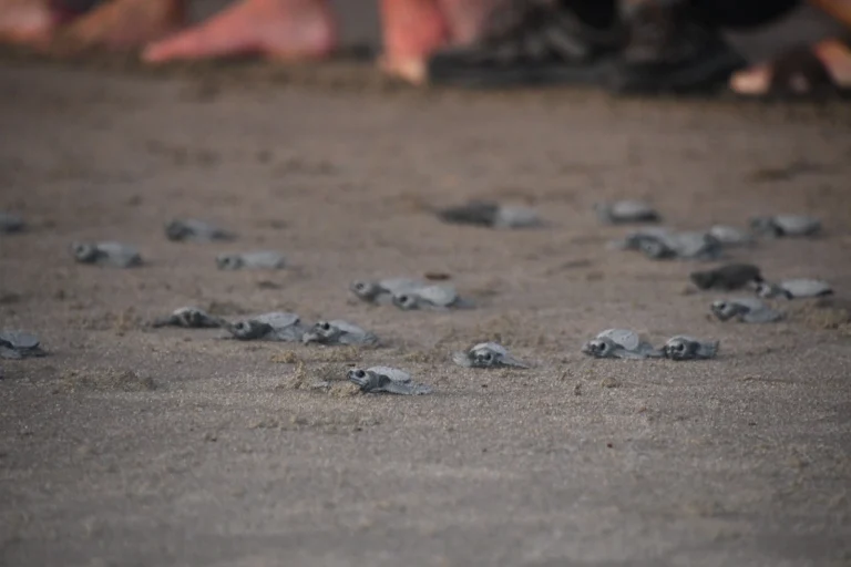 MARENA libera a 845 tortuguillos en Refugios La Flor