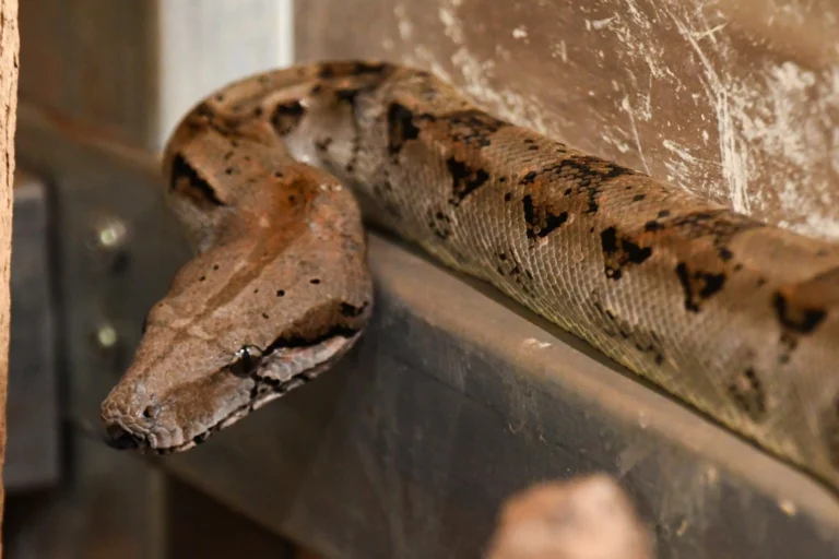 Nicaragua autoriza exportación de fauna silvestre