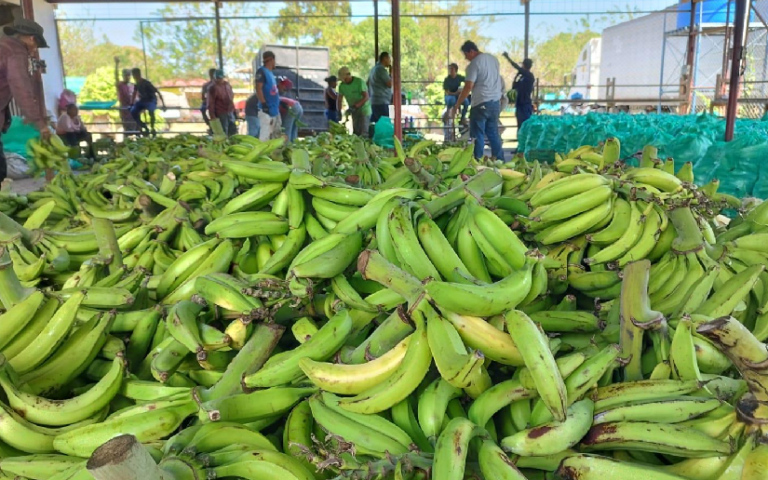 Nicaragua produce 77.1 millones de unidades de plátanos