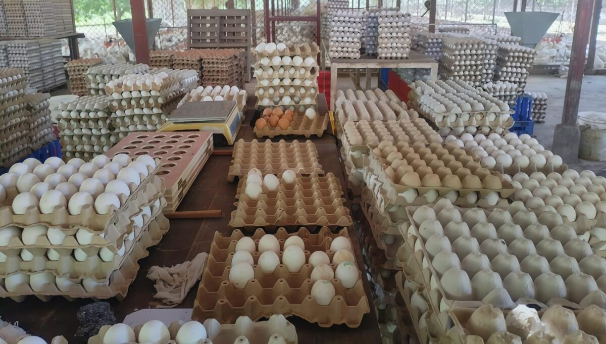 Nicaragua produce 9.6 millones de cajillas de huevo