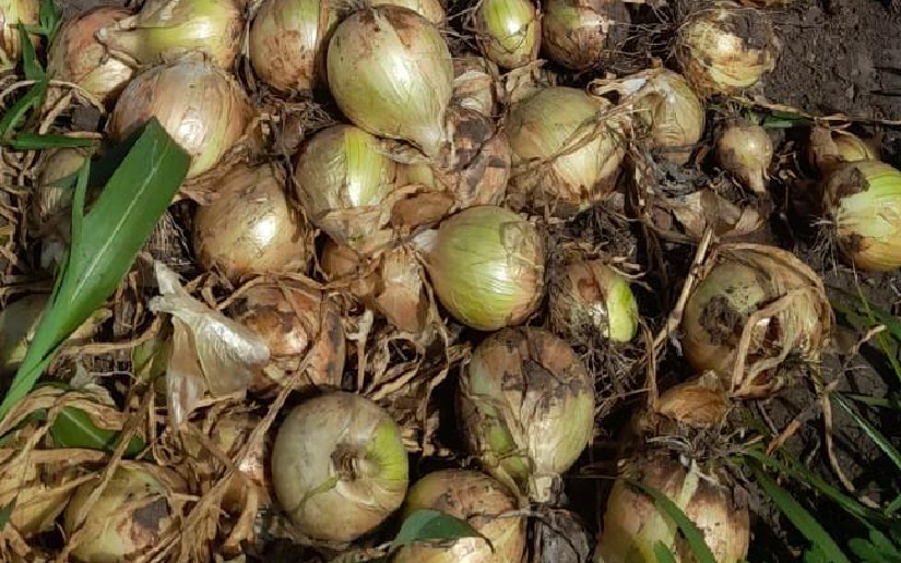 Nicaragua proyecta producir 104 mil quintales de cebolla amarilla en abril