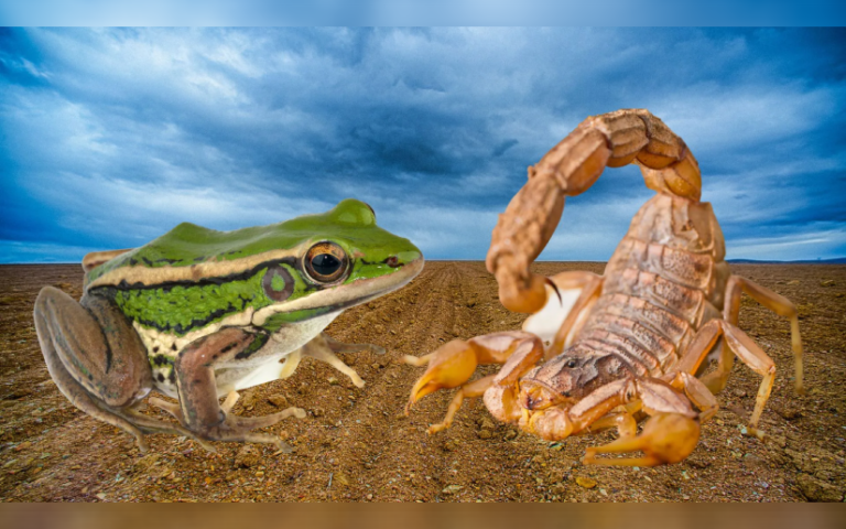 Nicaragua, la rana y el escorpión