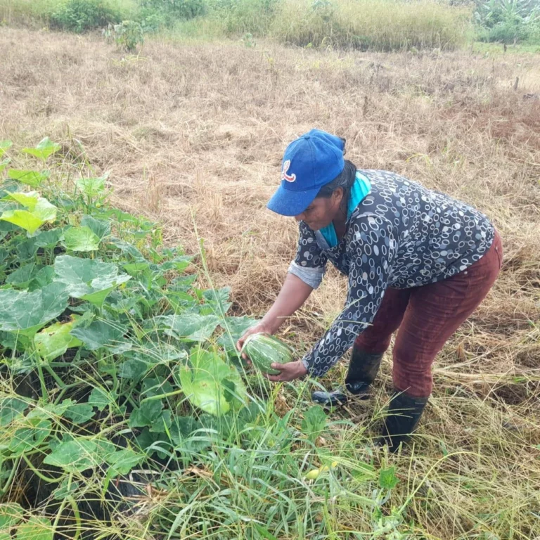 Producción de Ayote en Nicaragua alcanzará 128 Mil 800 unidades en Abril