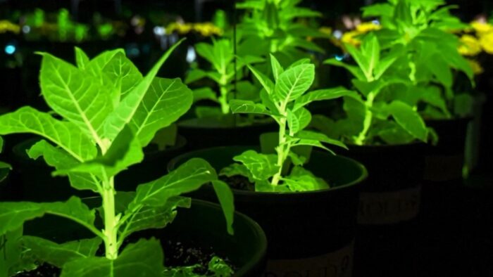 Crean plantas capaces de brillar en la oscuridad