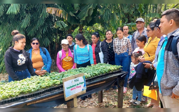 Promovemos tecnologías en cultivo de papa