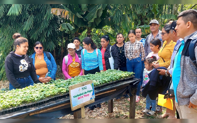 Promovemos tecnologías en cultivo de papa