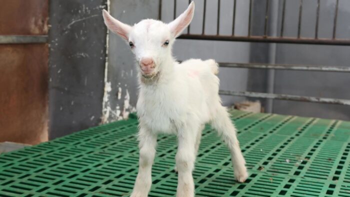 Clonan primer lote de cabras lecheras en China