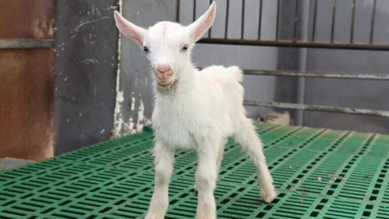 Clonan primer lote de cabras lecheras en China