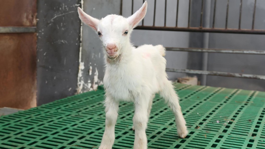 Clonan primer lote de cabras lecheras en China