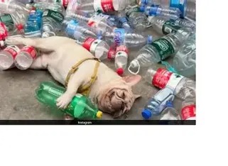 Detenido por intentar envenenar a un perro influencer