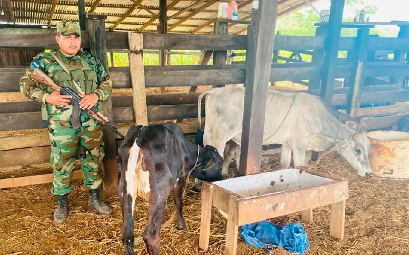 Ejército de Nicaragua retiene a dos ciudadanos y ocupa semovientes y armas en Nueva Guinea