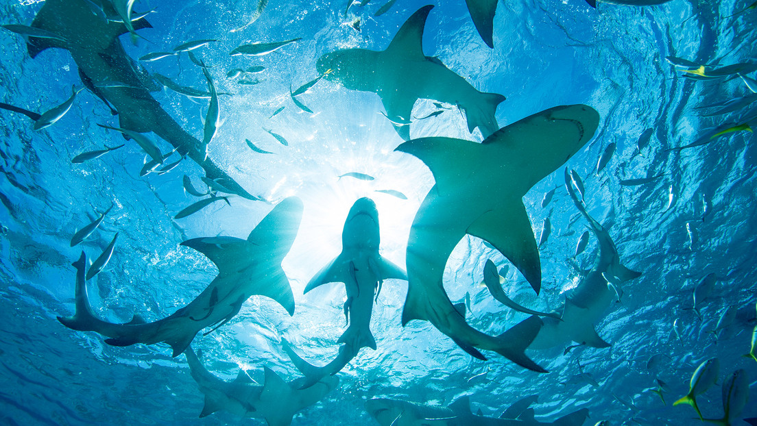 Tiburones
