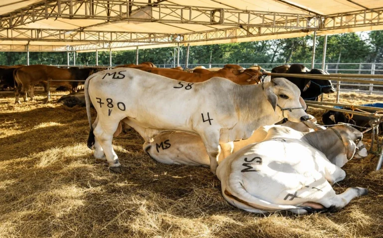 Feria Ganadera en Chinandega todo un éxito