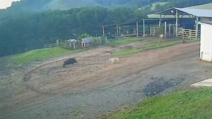 Granjero en Brasil huye de jabalí salvaje mientras su perro no reacciona