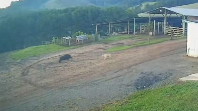 Granjero en Brasil huye de jabalí salvaje mientras su perro no reacciona