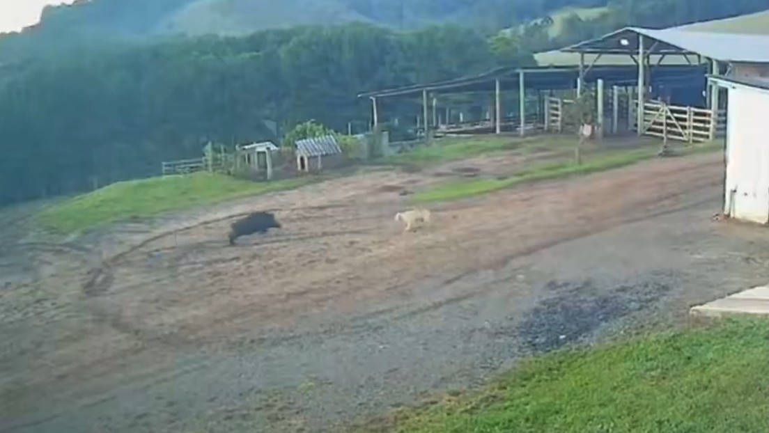 Granjero en Brasil huye de jabalí salvaje mientras su perro no reacciona