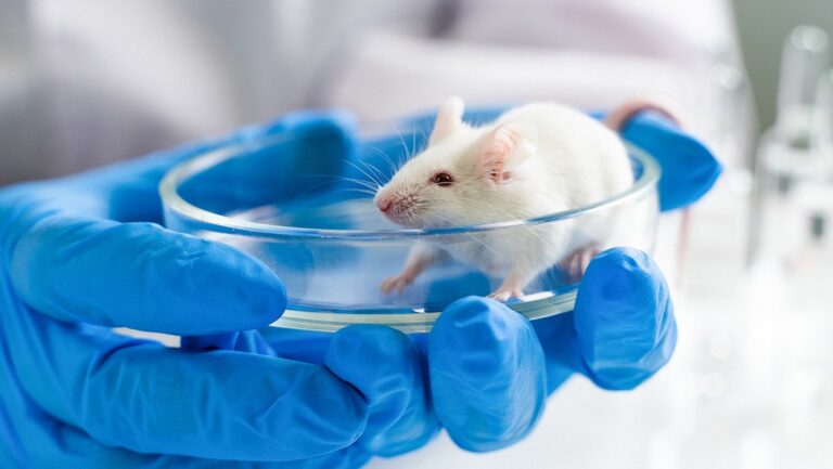 Hantavirus comienza a alarmar a las personas