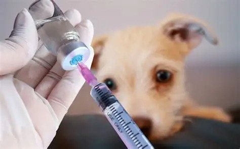 India autoriza aplicar la eutanasia a perros callejeros enfermos