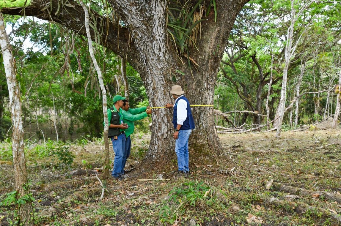 MARENA desarrolla estudio nacional sobre especies forestales de alto valor ecológico
