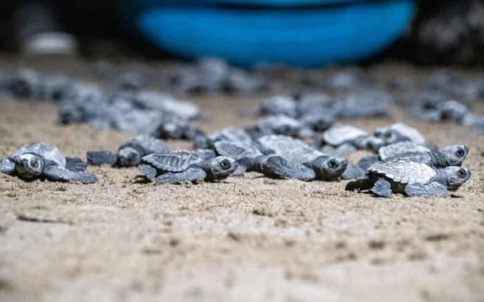 MARENA, libera entre enero y Abril 443 Mil 208 tortuguillos