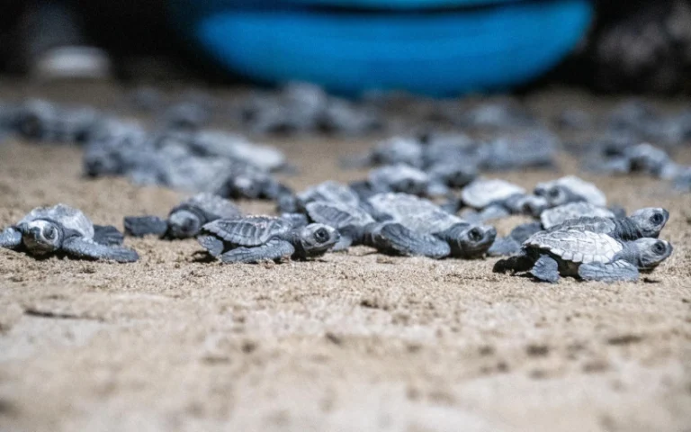 MARENA, libera entre enero y Abril 443 Mil 208 tortuguillos