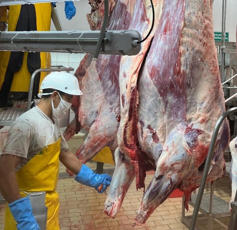 Nicaragua produce 142.6 millones de libras de carne bovina hasta abril de 2026