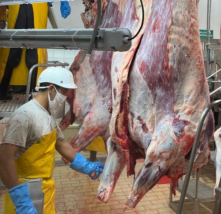 Nicaragua produce 142.6 millones de libras de carne bovina hasta abril de 2026
