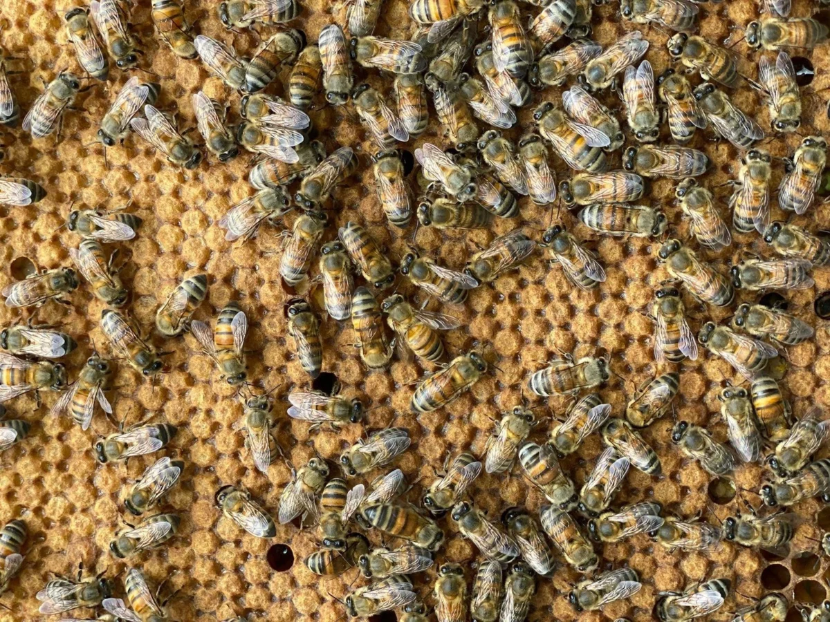 Nicaragua produce 818 toneladas de miel en cuatro meses