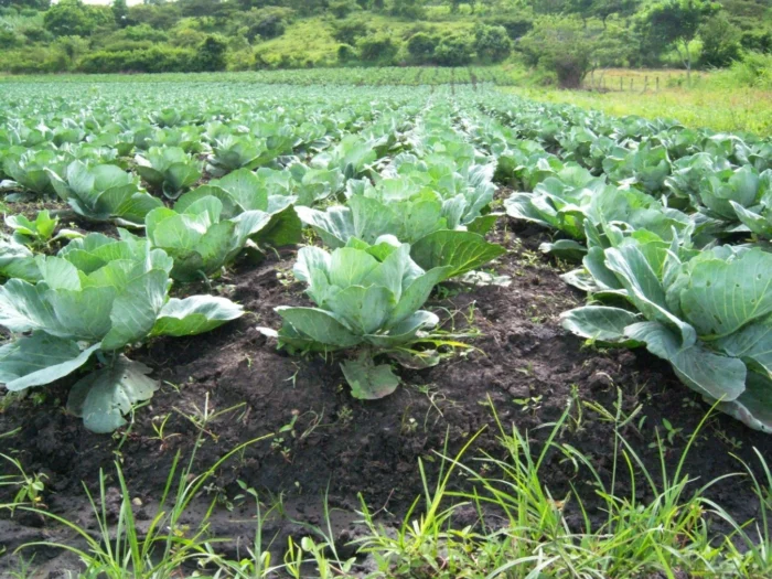 El Ministerio Agropecuario (Mag) proyecta una producción de 3.2 millones de unidades de repollo, durante este mes de mayo.