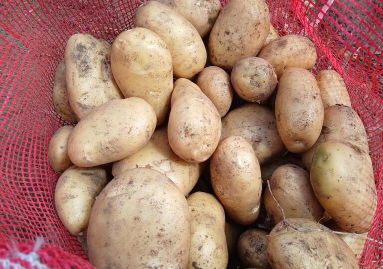Nicaragua producirá más de 95 mil quintales de papas en mayo