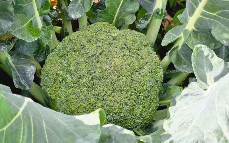 Producción de brócoli fortalece economía familiar